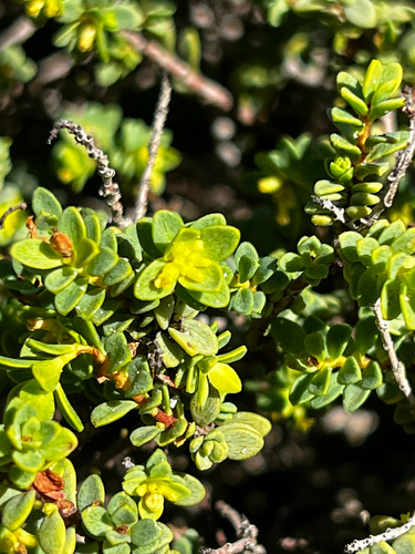 Pimelea serpyllifolia
