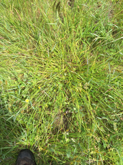 Carex subbracteata