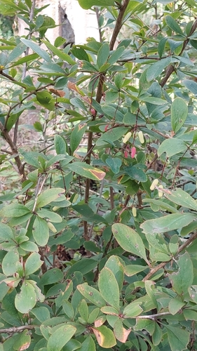 European barberry