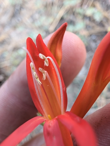 Penstemon labrosus, photograph 2