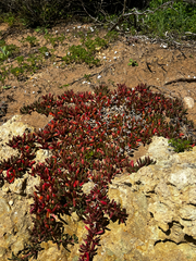 (c) Alex Stuart, some rights reserved (CC BY) Disphyma crassifolium, photograph (c) Alex Stuart, some rights reserved (CC BY)