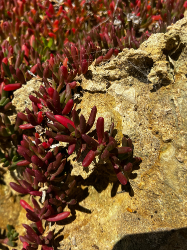 Disphyma crassifolium, photograph 3