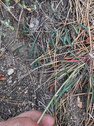 Penstemon labrosus, photograph 3