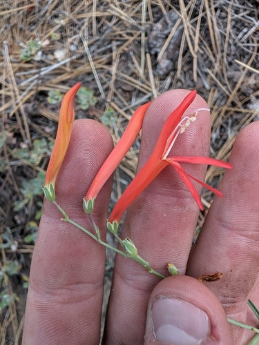 Penstemon labrosus, photograph 4