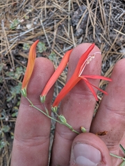 Penstemon labrosus, photograph (c) Konshau Duman, some rights reserved (CC BY)