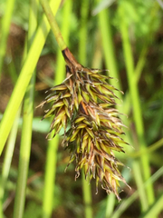 Carex subbracteata