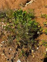 Distichlis distichophylla, photograph (c) Alex Stuart, some rights reserved (CC BY)