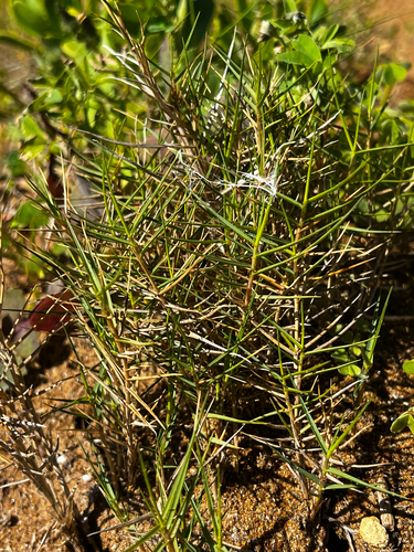Distichlis distichophylla