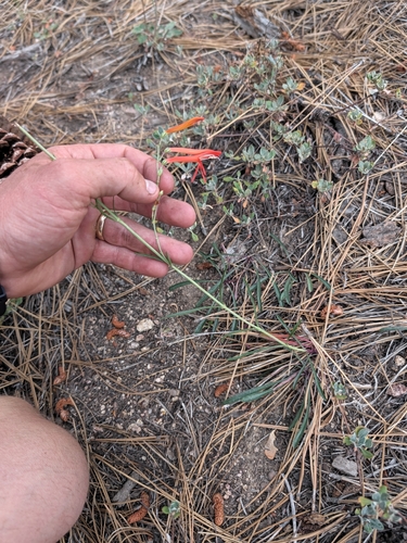 Penstemon labrosus, photograph 5
