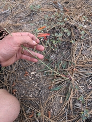 Penstemon labrosus, photograph (c) Konshau Duman, some rights reserved (CC BY)