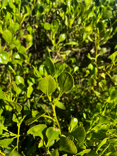 Scaevola crassifolia, photograph 3