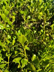Scaevola crassifolia, photograph (c) Alex Stuart, some rights reserved (CC BY)