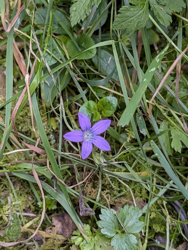 Spreading Bellflower