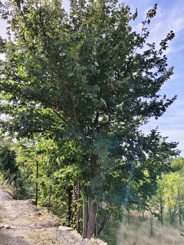 Field Elm