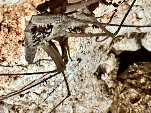 Phrynus operculatus