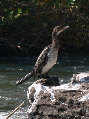 iNaturalist: (c) carsten_renker, some rights reserved (CC BY-NC) iNaturalist image