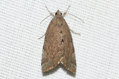 Cutina albopunctella