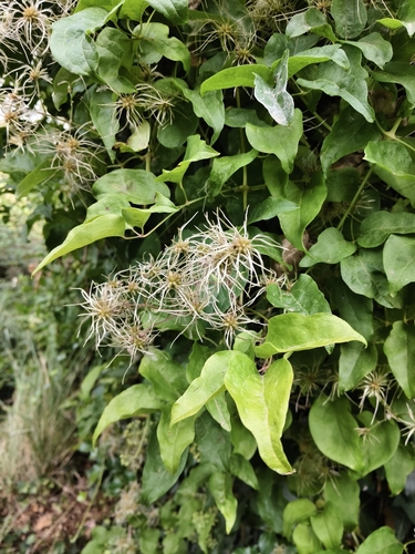 Old man's beard