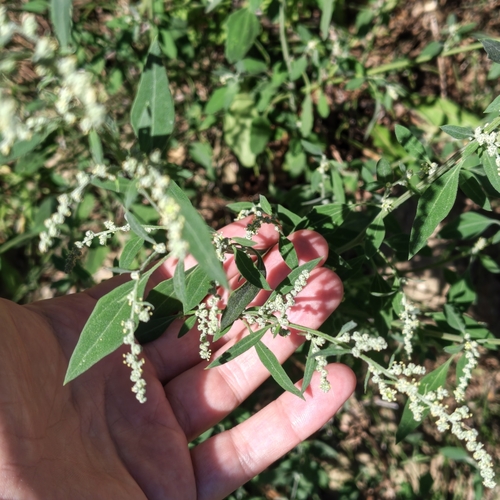 Common Lambsquarters