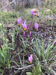 Primula pauciflora cusickii