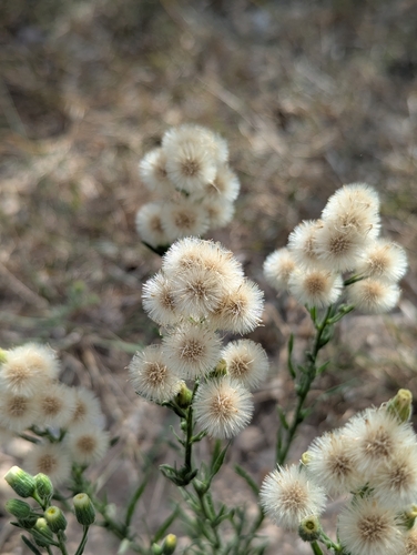Flax-leaved Horseweed
