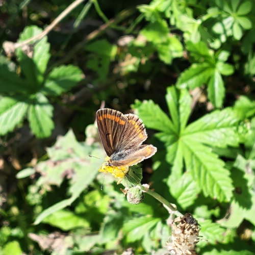 Brown Argus