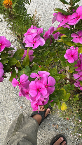 Madagascar Periwinkle