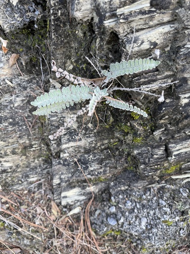 Hybrid Cloakfern