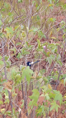 White-winged Fairywren