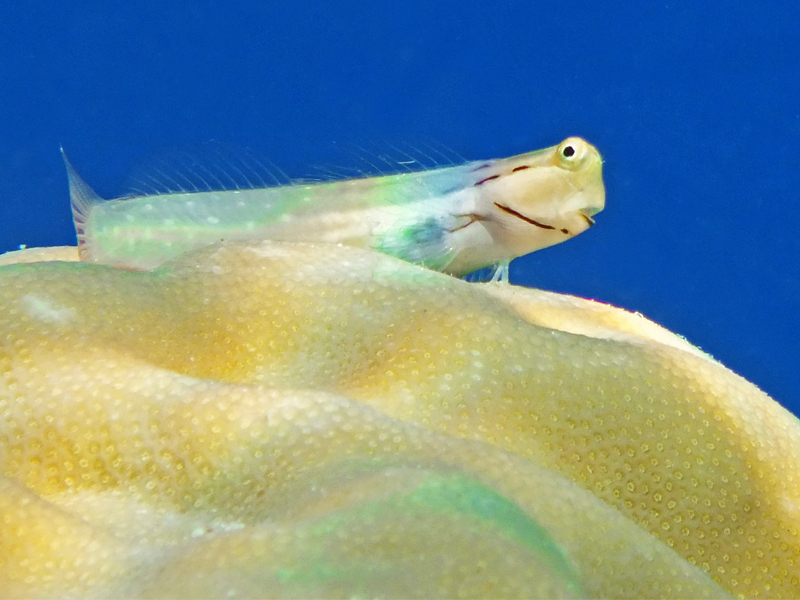 Coral Blenny