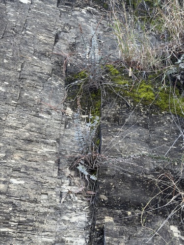 Hybrid Cloakfern