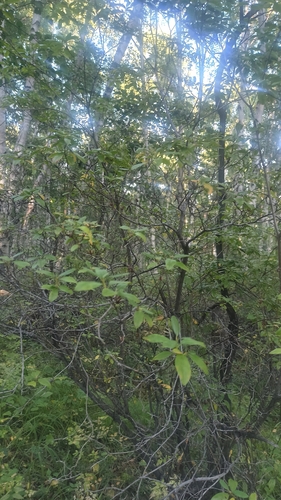 Rhododendron dauricum