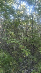 Rhododendron dauricum