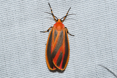 Hypoprepia miniata