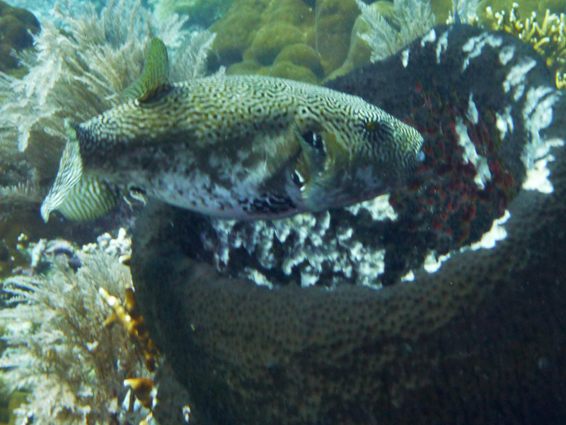 Map puffer