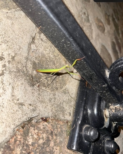 European Mantis