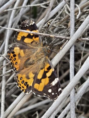 Australian Painted Lady