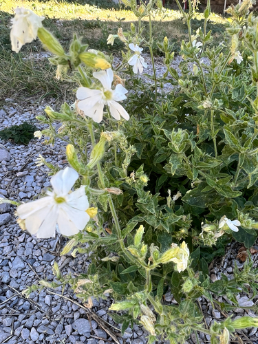 white campion