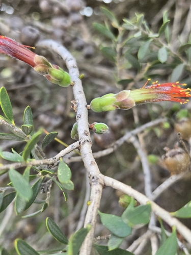 Melaleuca hakeifolia brevifolia