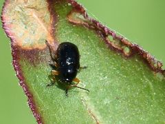 Cryptocephalus ocellatus