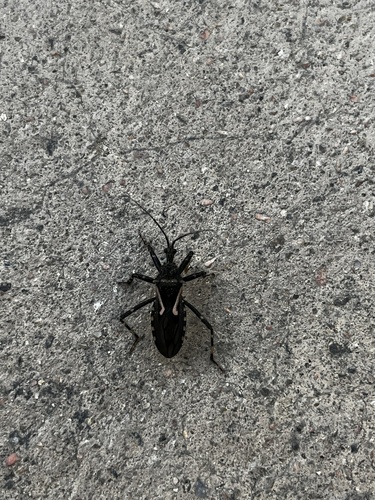 Acanthaspis cincticrus