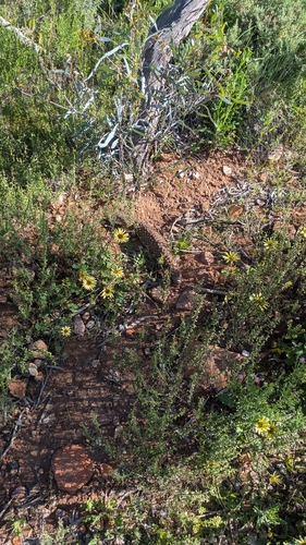 Shingleback