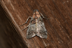 Pococera maritimalis