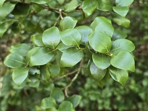 Lindera akoensis, photograph 1