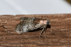 Pococera maritimalis