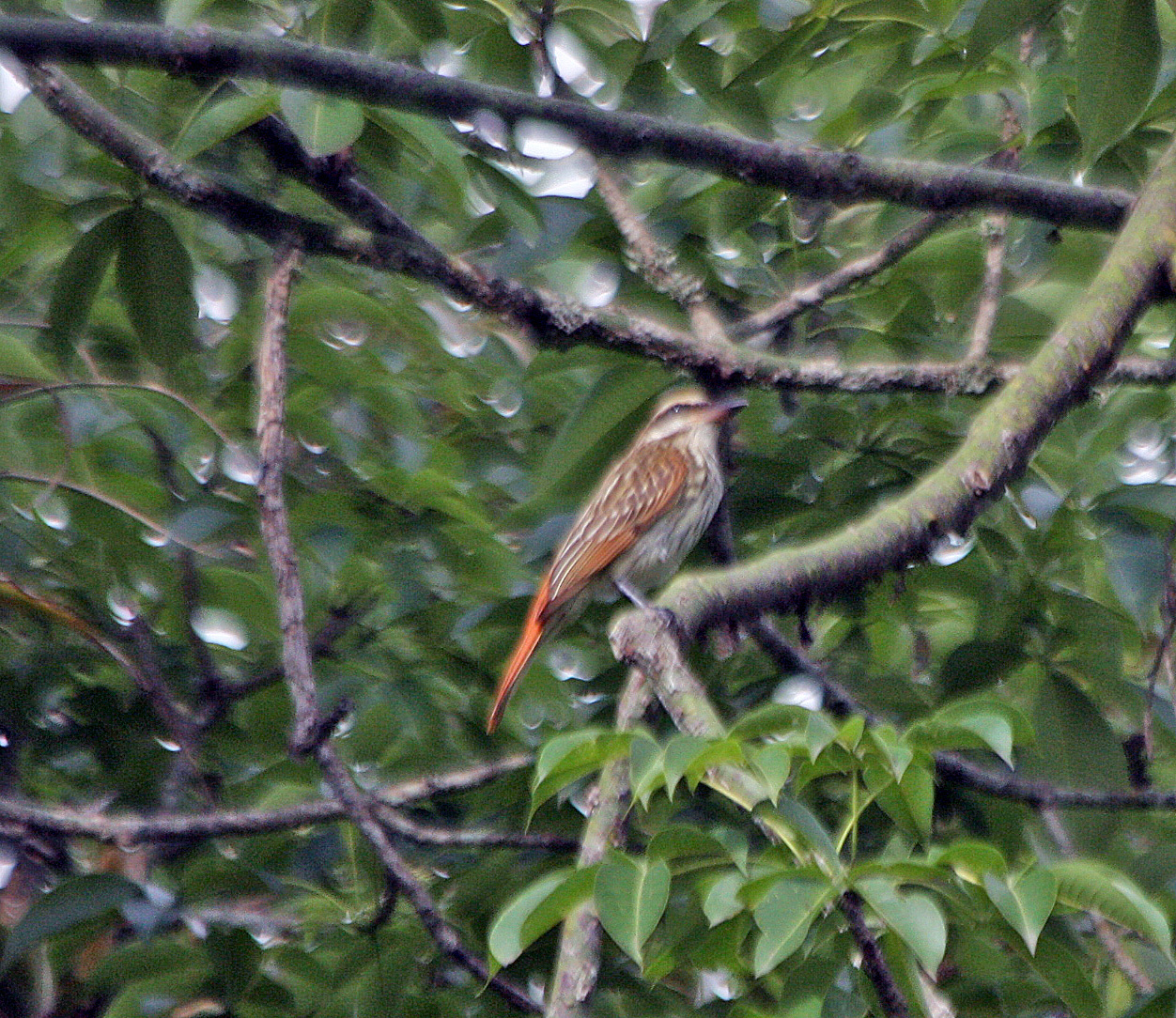 Myiodynastes maculatus image