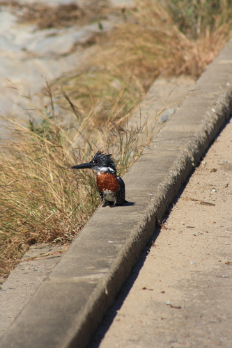 iNaturalist image