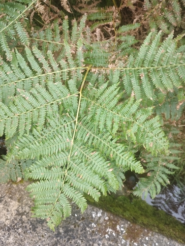 common bracken