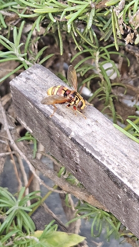 Milesia crabroniformis
