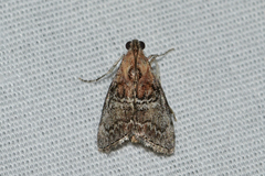 Pococera maritimalis